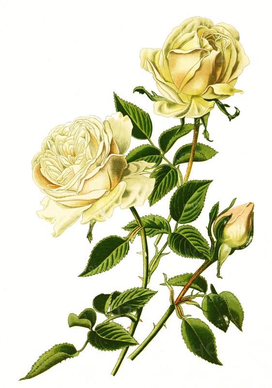 Bourbon Rose Souvenir De La Malmaison