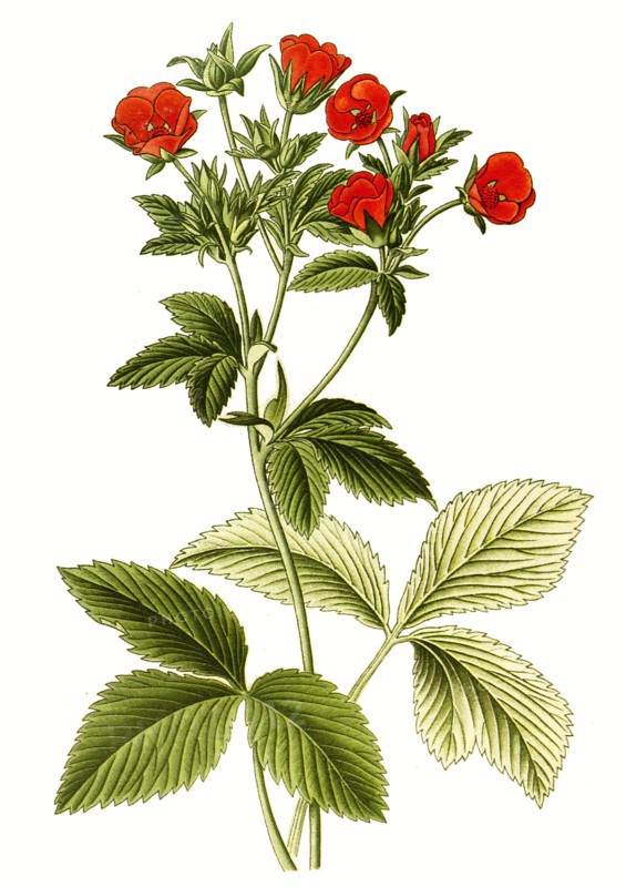 Potentilla Atrosanguinea