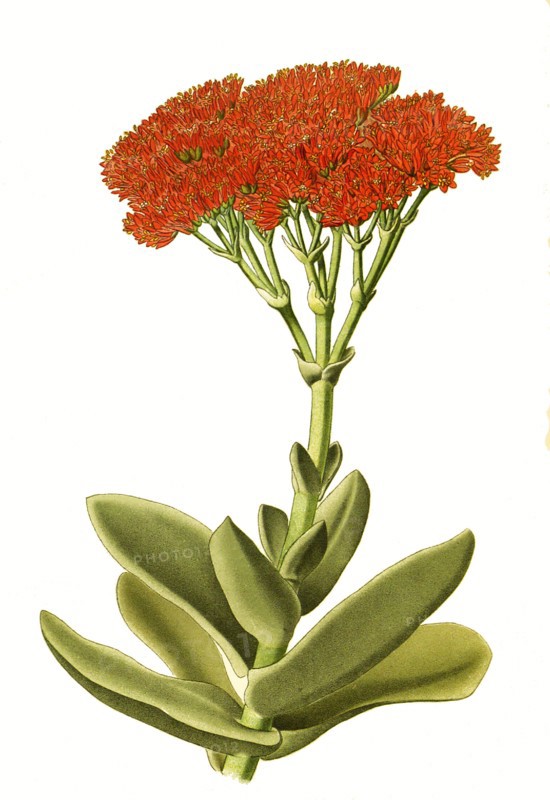 Crassula Falcata