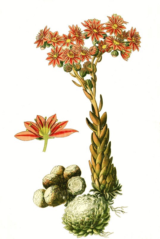 Sempervivum Arachnoideum