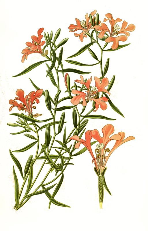 Clarkia Pulchella