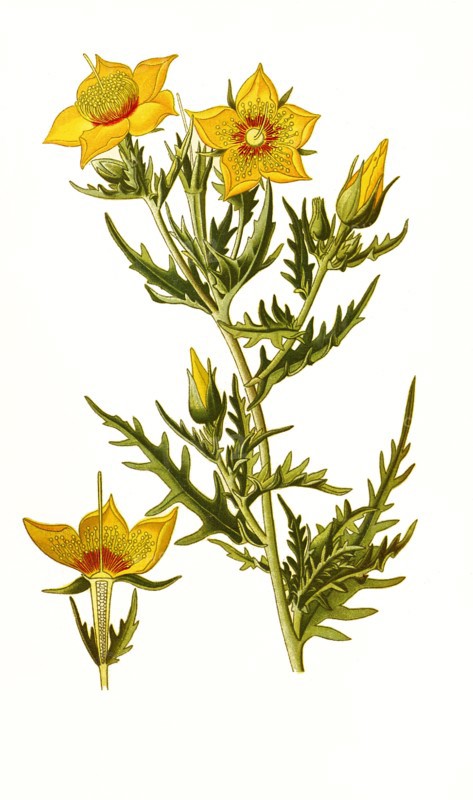 Mentzelia Lindleyi. Golden Bartonia