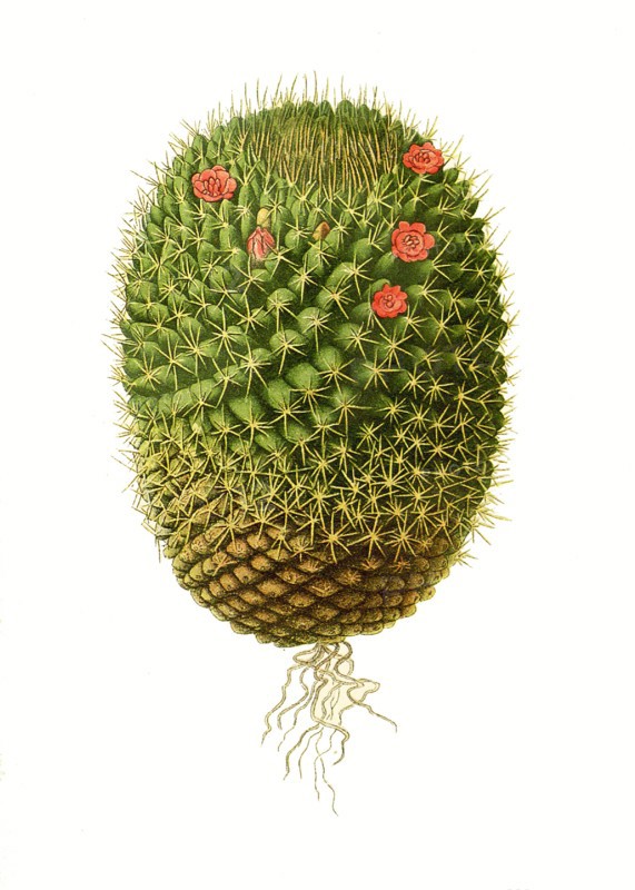 Mamillaria Pusilla