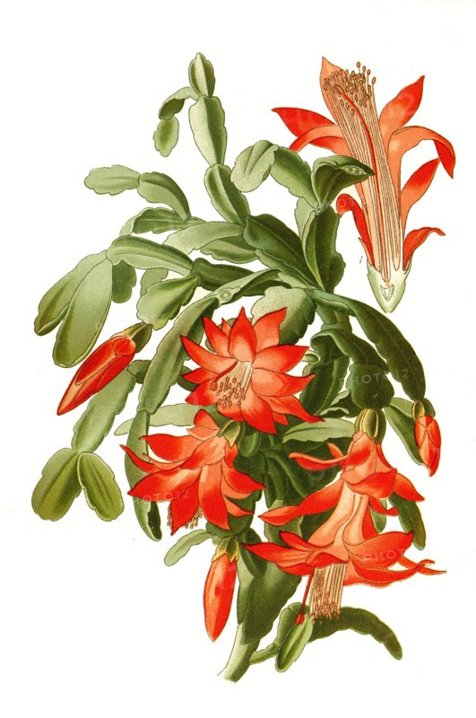 Epiphyllum Truncatum