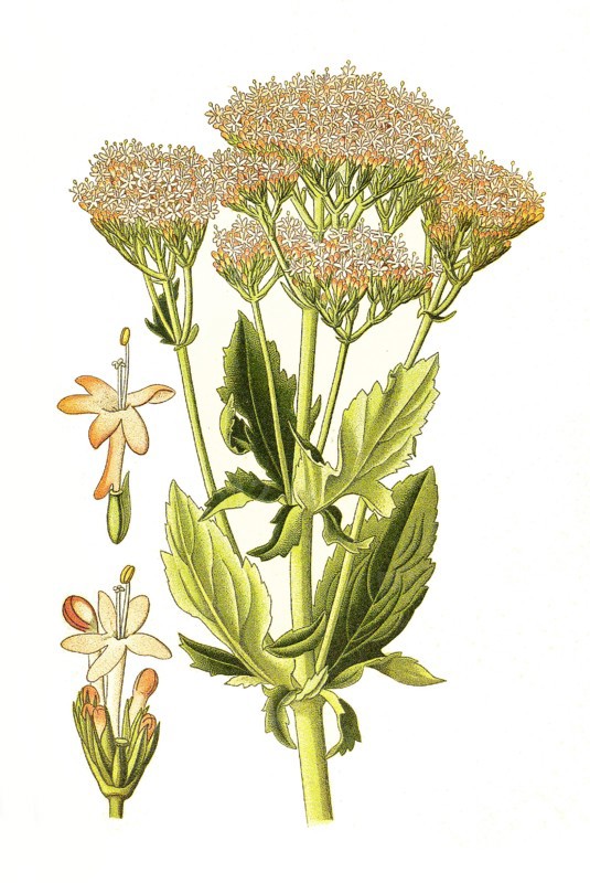 Centranthus Macrosiphon
