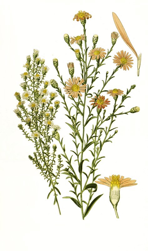 Aster Multiflorus