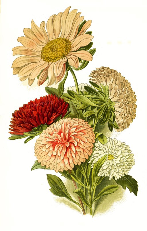Callistephus Sinensis