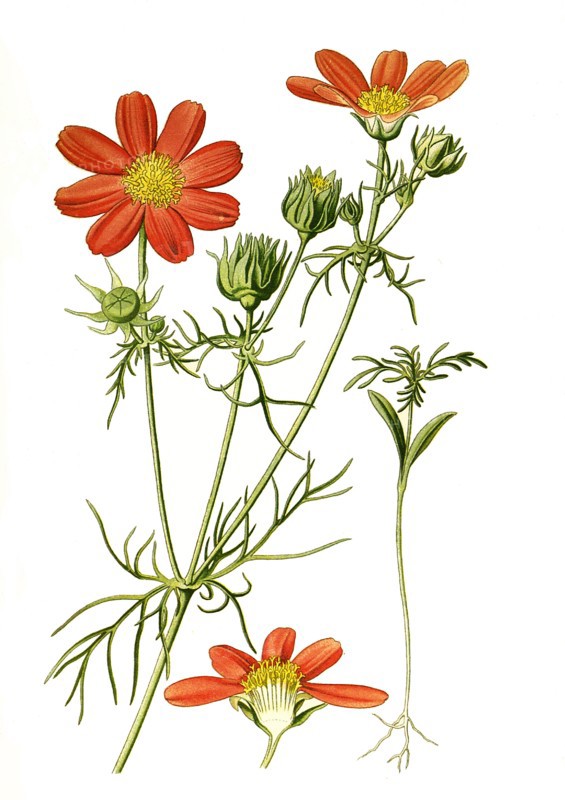 Cosmos Bipinnatus
