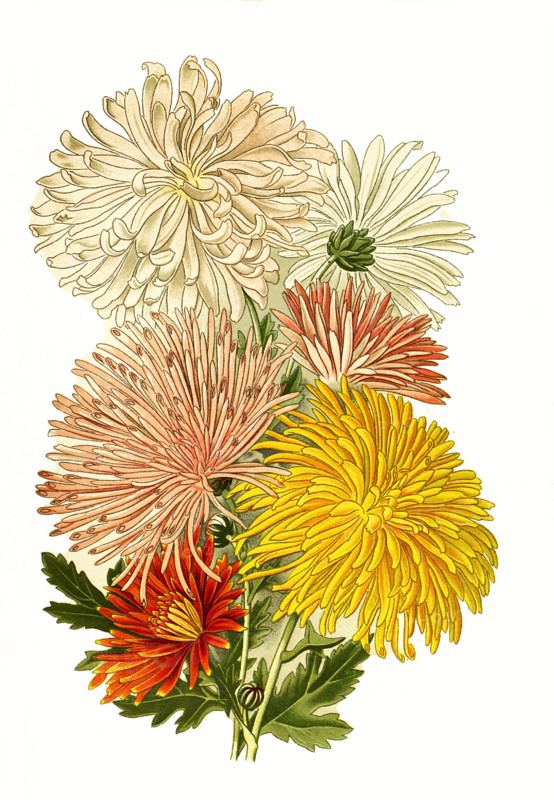 Chrysanthemum Sinense Var.