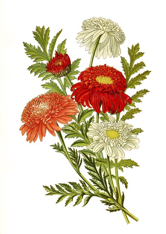 Pyrethrum Roseum