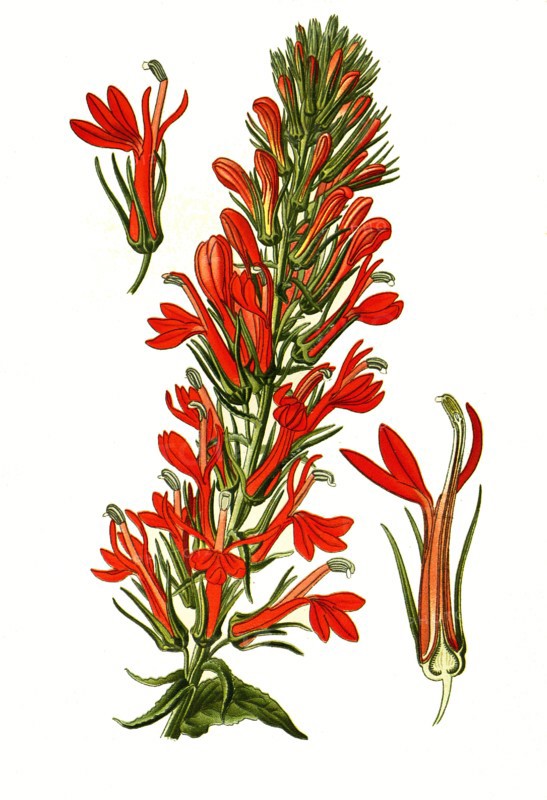 Lobelia Cardinalis