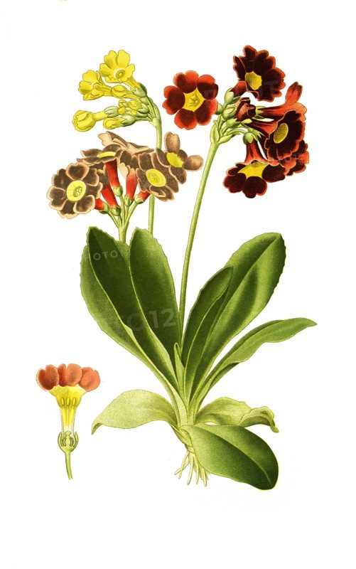 Primula Auricula