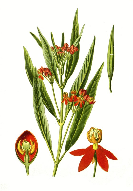 Asclepias Curassavica