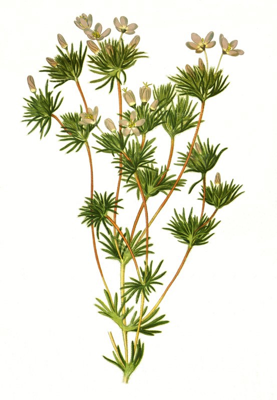 Gilia