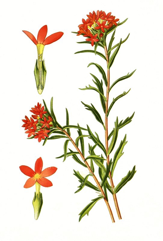 Collomia Coccinea. Sperrkrautgewächs