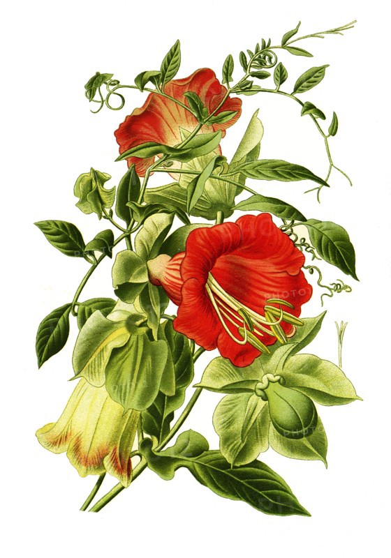 Cobaea Scandens