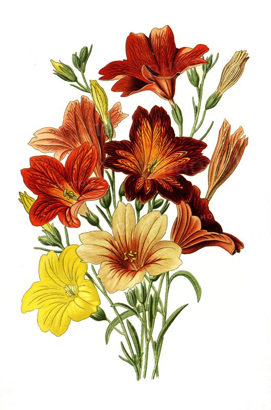 Salpiglossis Sinuata