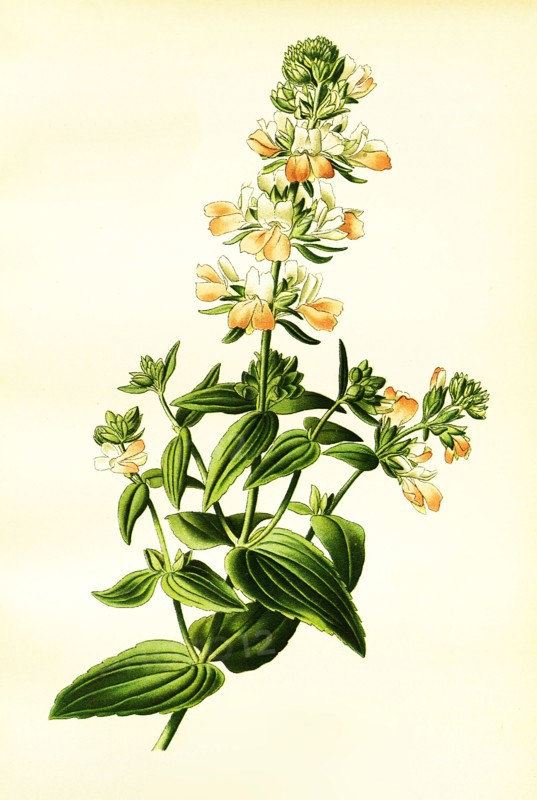 Collinsia Bicolor