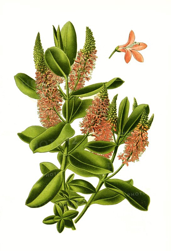 Veronica Speciosa