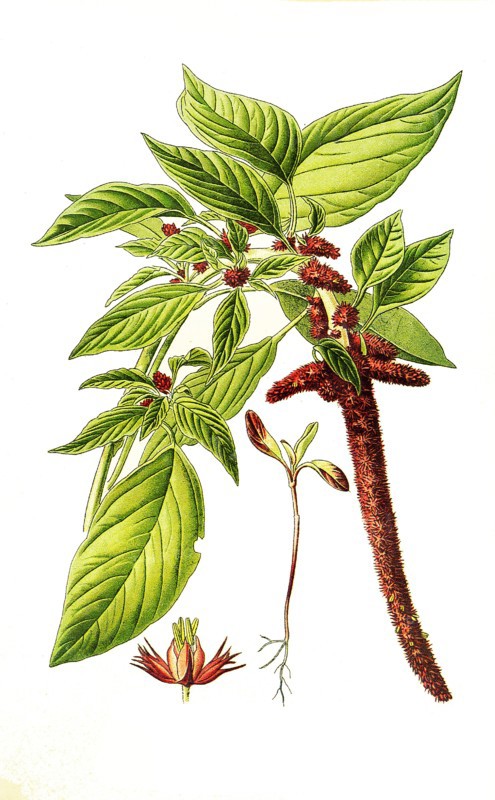 Amarantus Caudatus