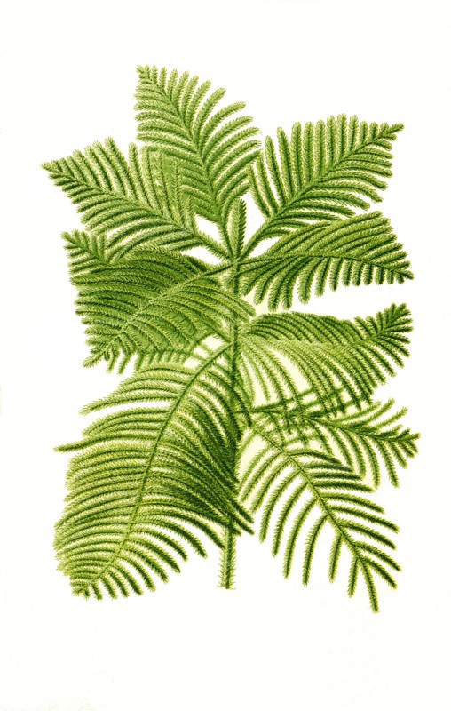 Araucaria Excelsa