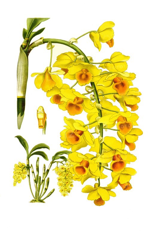 Dendrobium Farmeri Var Aureoflavum