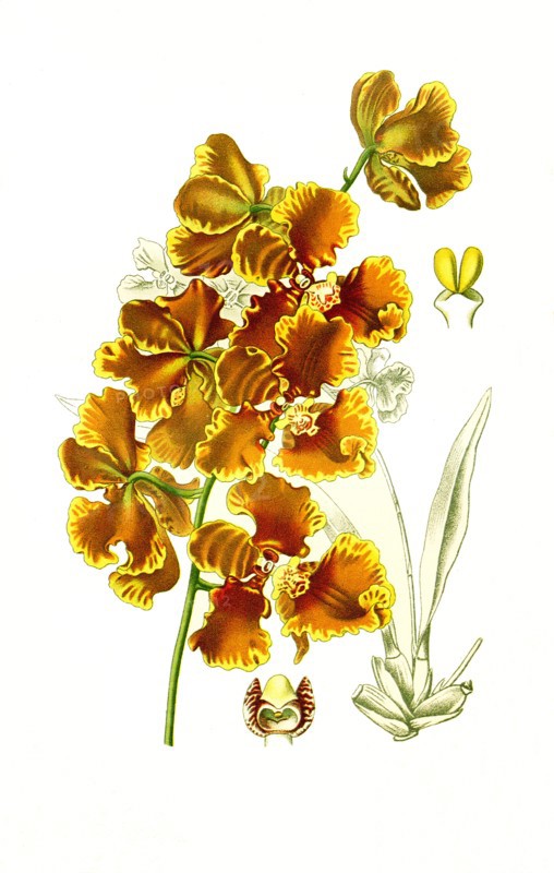 Oncidium Forbesii