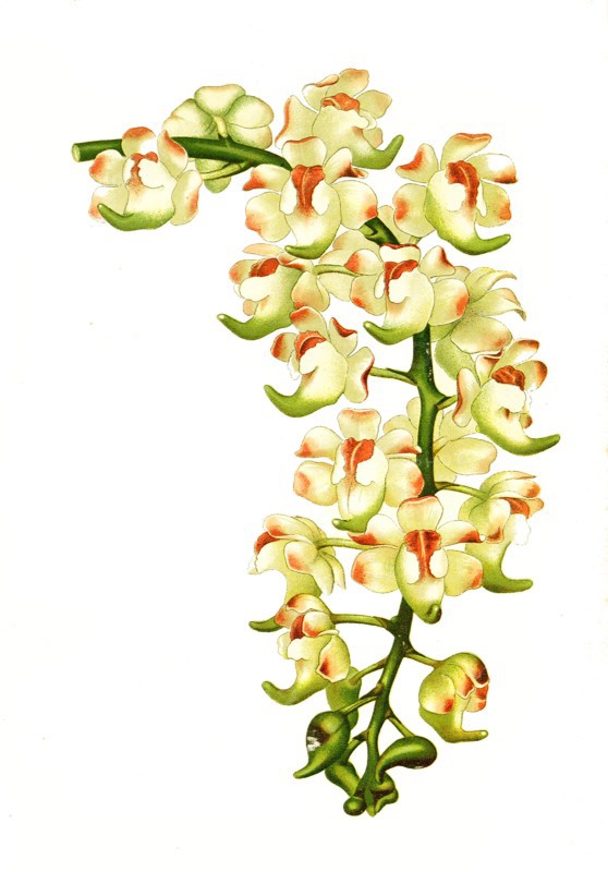 Aerides Lawrenceae