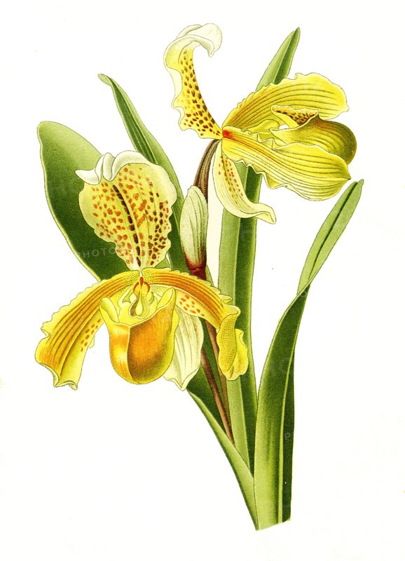 Cypripedium Insigne