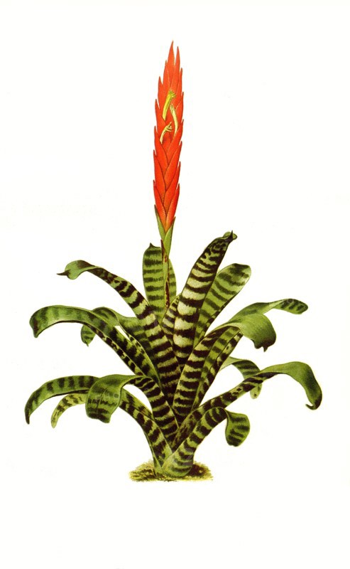 Tillandsia Splendens