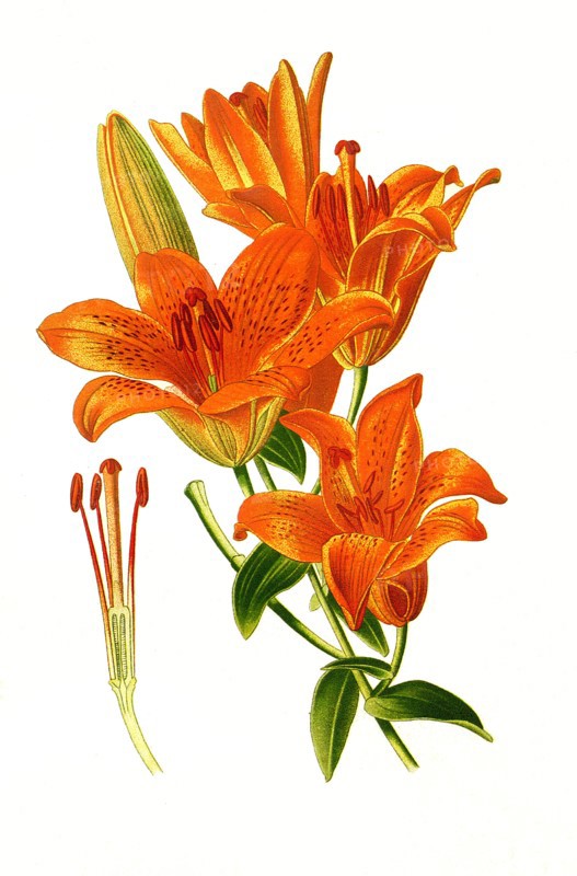 Lilium Croceum