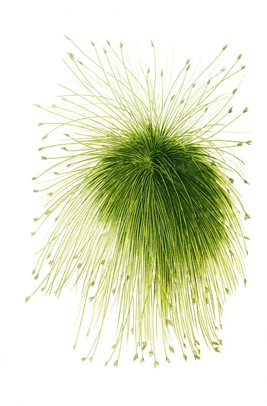 Scirpus Riparius