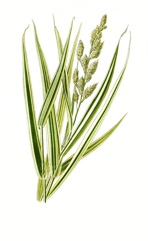 Phalaris Arundinacea Var Variegata
