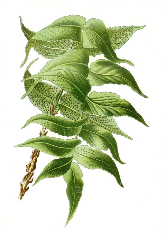 Aspidium Falcatum
