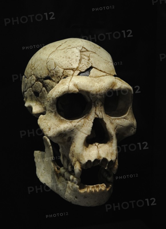 Homo georgicus, Reproduction of the skull D2700 and the jaw D2735 corresponding to a male