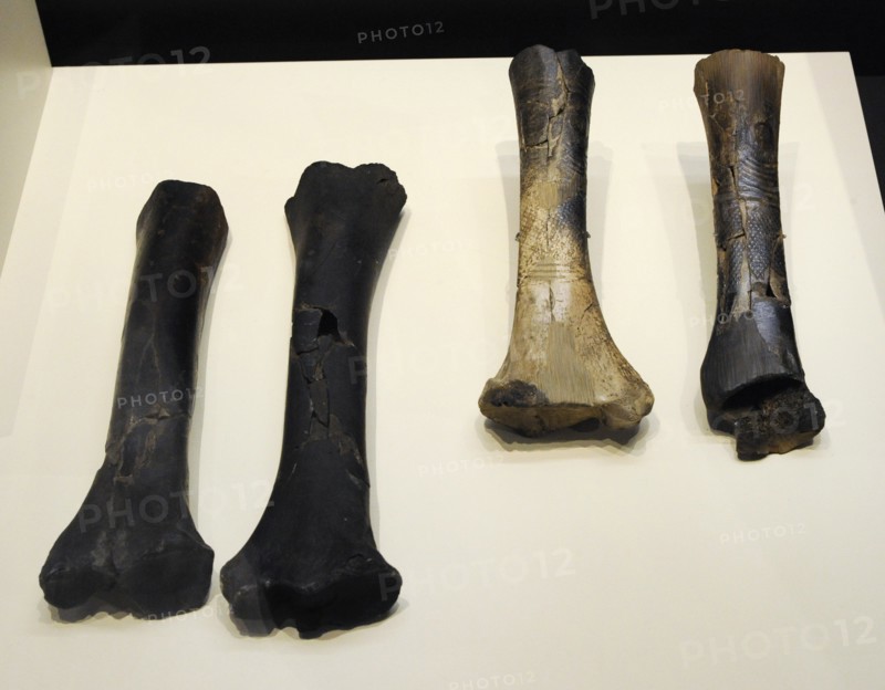 Long bones for the elaboration of ocular idols, Chalcolithic