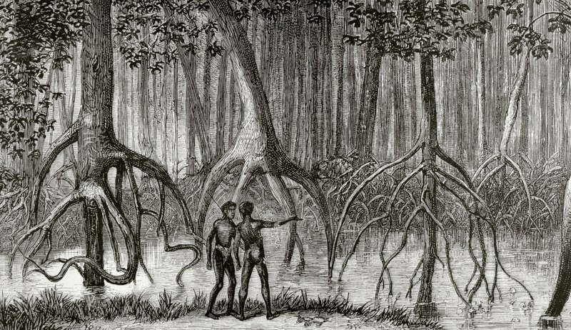 Forest of mangroves in a swamp