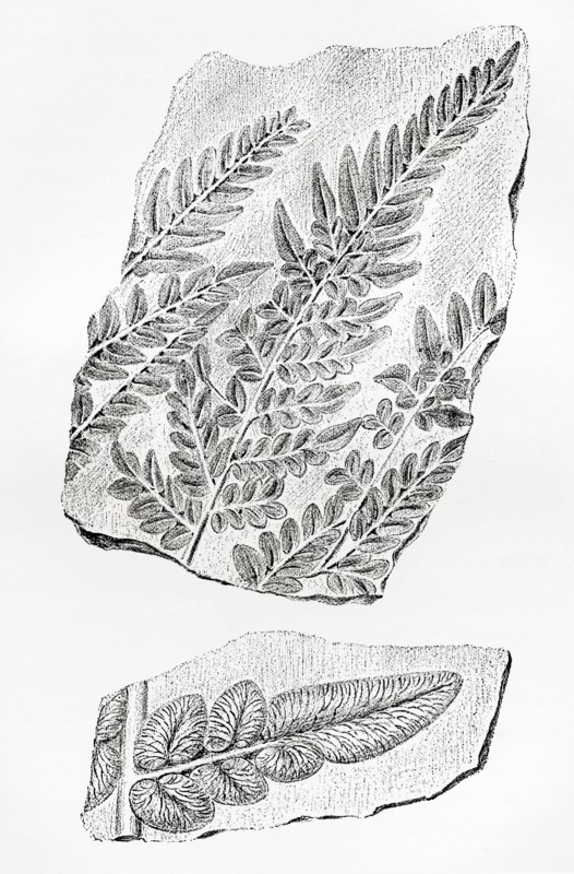 Fern fossils in coal