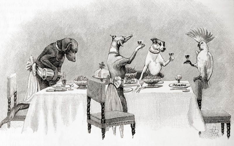Three dogs and a cockatoo having a dinner party