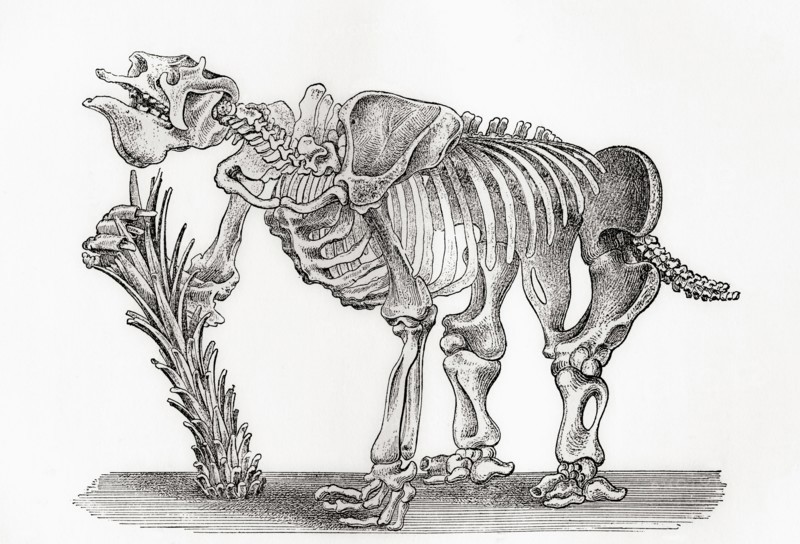 Skeleton of a Megatharium