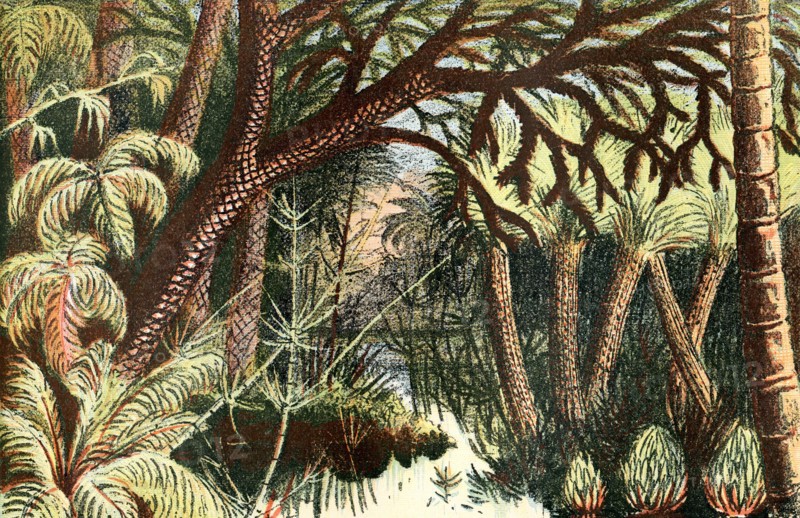 A forest from the Carboniferous era