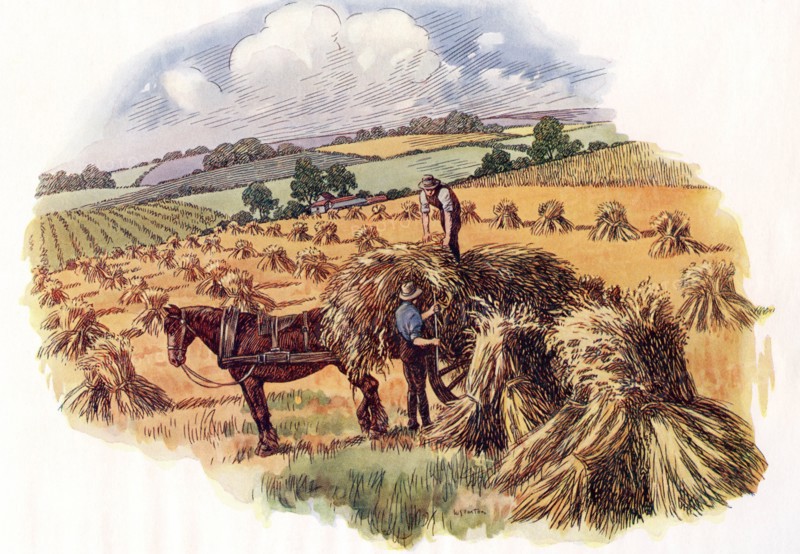 Harvesting at Tolpuddle, Dorset, England,