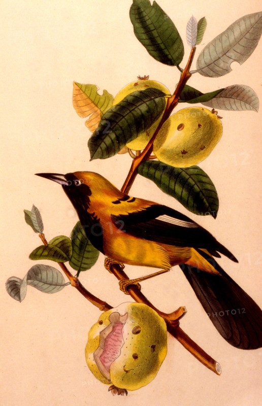 Jacamar bird or jacamacu, lives in amazonia 1856