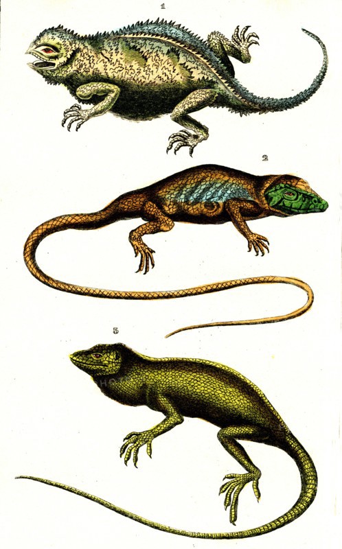 Lizards