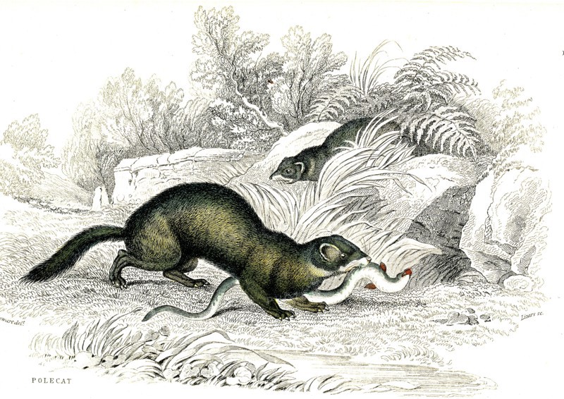 Polecat