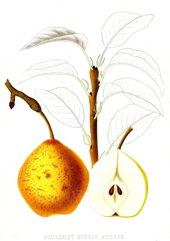 French pear varieties