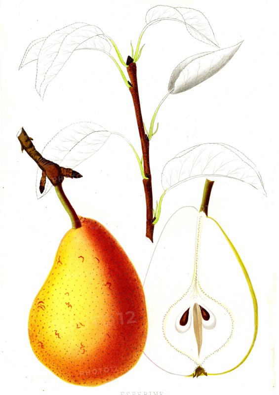 French pear varieties
