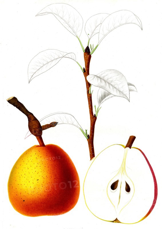 French pear varieties