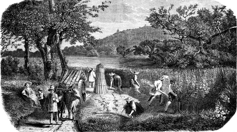 Hemp harvesting