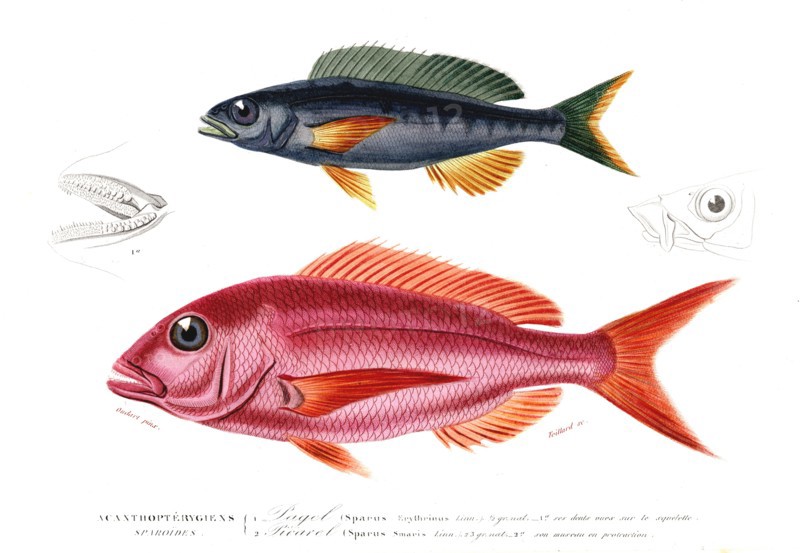 Blue fish and rose fish,